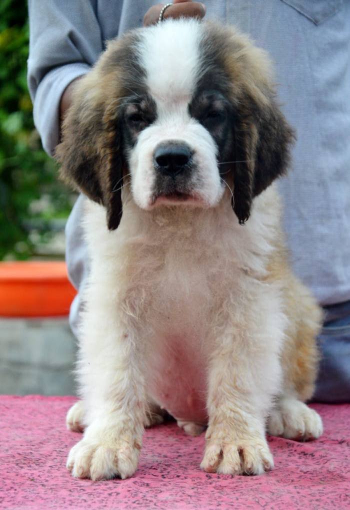 DogsIndia.com - St. Bernard - Royal Squad Kennel - Praful
