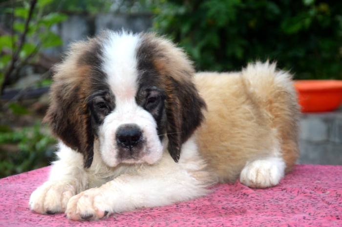 DogsIndia.com - St. Bernard - Royal Squad Kennel - Praful
