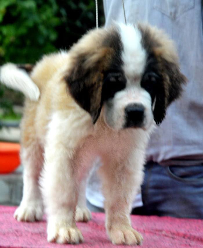 DogsIndia.com - St. Bernard - Royal Squad Kennel - Praful