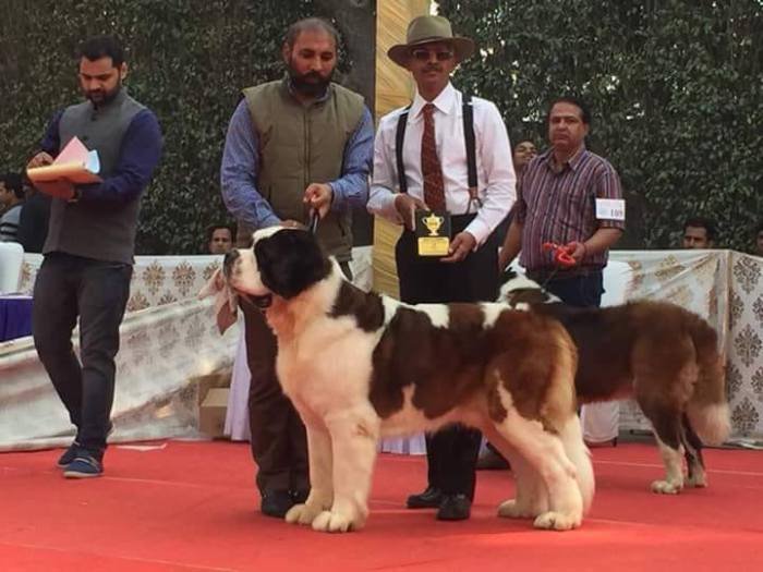 DogsIndia.com - St. Bernard - Royal Squad Kennel - Praful