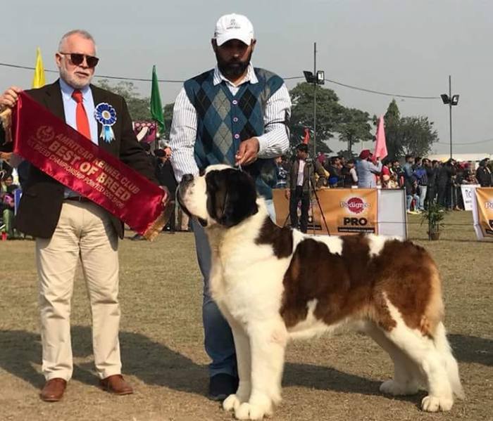 DogsIndia.com - St. Bernard - Royal Squad Kennel - Praful
