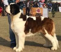 DogsIndia.com - St. Bernard - Royal Squad Kennel - Praful