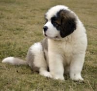 DogsIndia.com - St. Bernard - Sheruland Saints