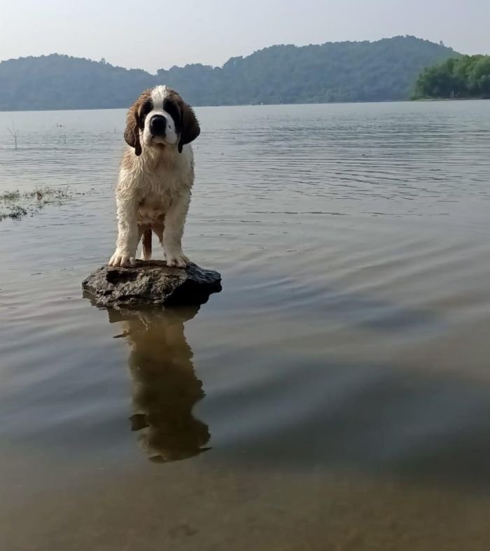 DogsIndia.com - St. Bernard - Sheruland Saints - Rishav