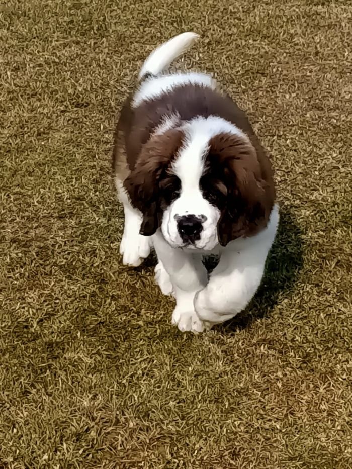 DogsIndia.com - St. Bernard - Sheruland Saints - Rishav