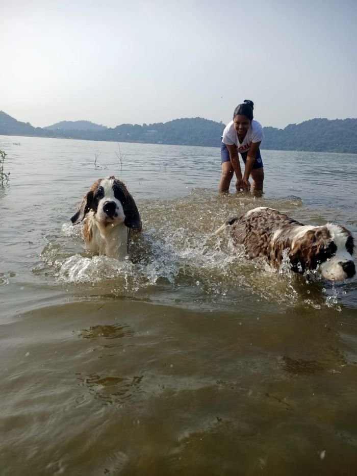 DogsIndia.com - St. Bernard - Sheruland Saints - Rishav