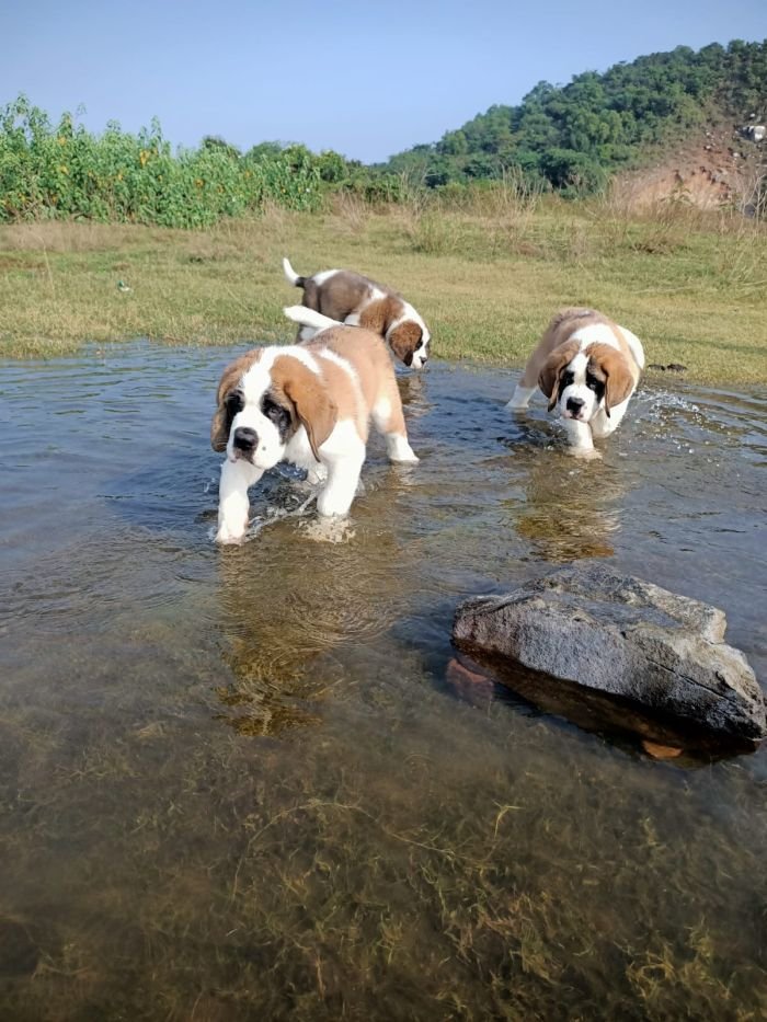 DogsIndia.com - St. Bernard - Sheruland Saints - Rishav