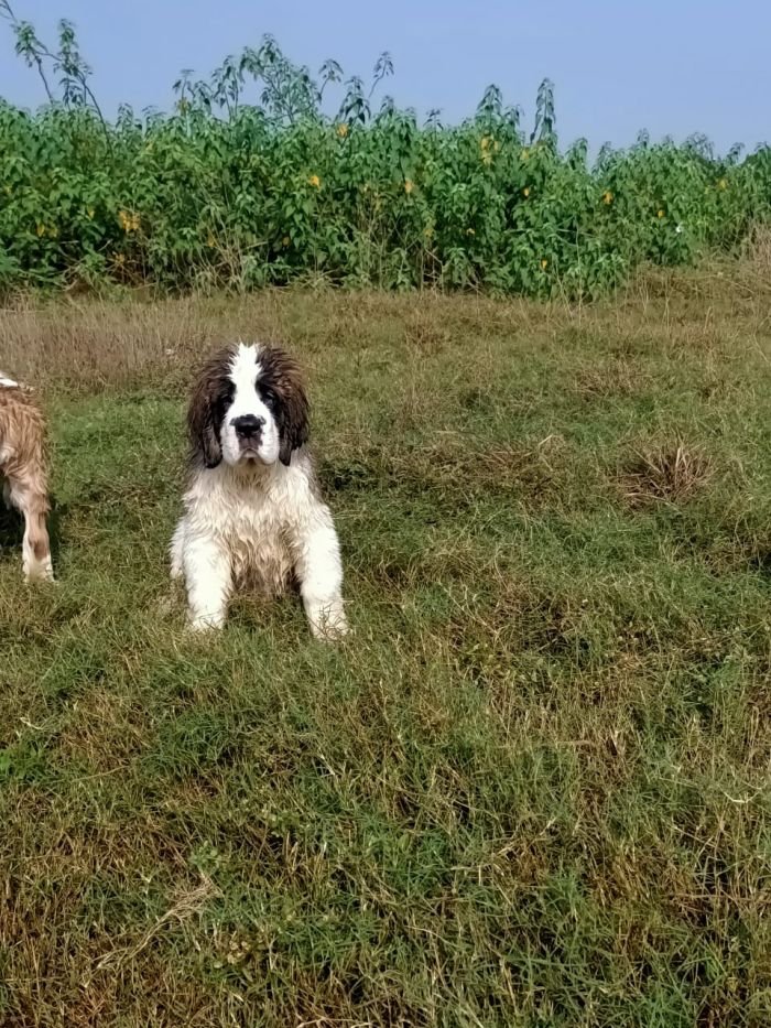 DogsIndia.com - St. Bernard - Sheruland Saints - Rishav