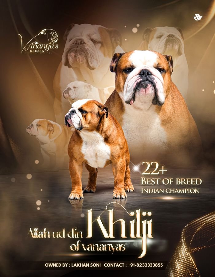 DogsIndia.com - Bulldog at Stud - Contact:  Lakhan Soni