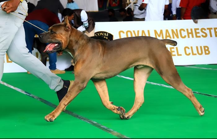 DogsIndia.com - Cane Corso Available at Stud - Arvind