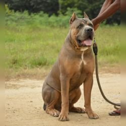 DogsIndia.com - Cane Corso Available at Stud - Arvind