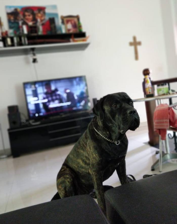 DogsIndia.com - Cane Corso at Stud 