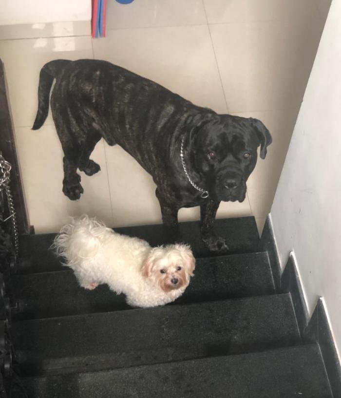 DogsIndia.com - Cane Corso at Stud 