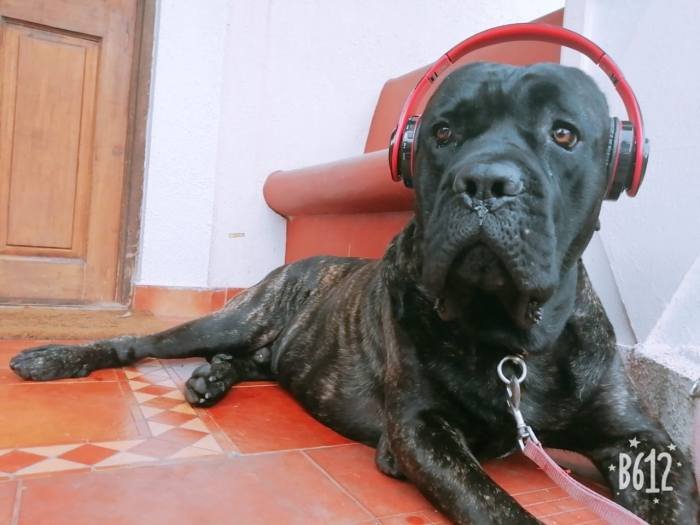 DogsIndia.com - Cane Corso at Stud 