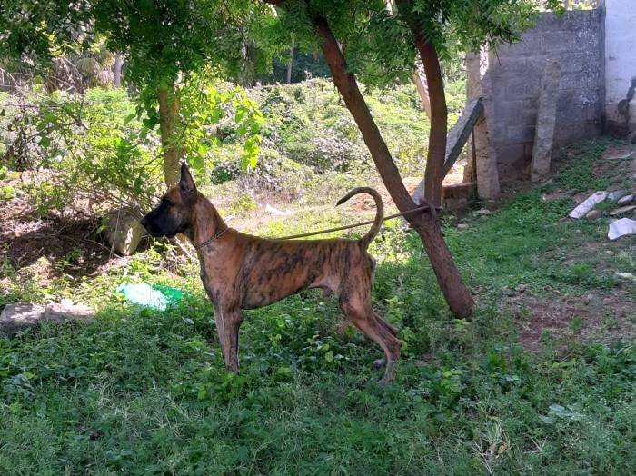 DogsIndia.com - Great Dane - Subhiksha's Kennel
