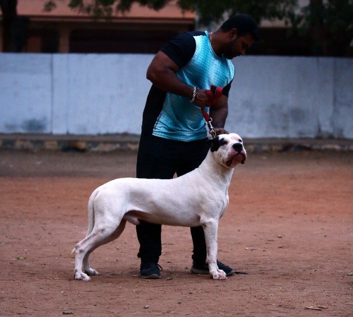 DogsIndia.com - Dogo Argentino - Vinod