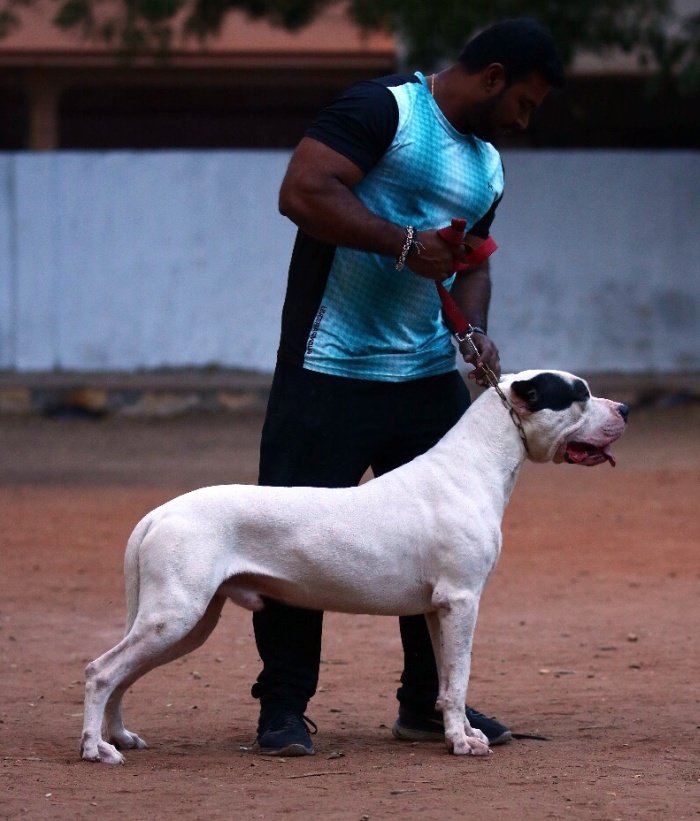 DogsIndia.com - Dogo Argentino - Vinod