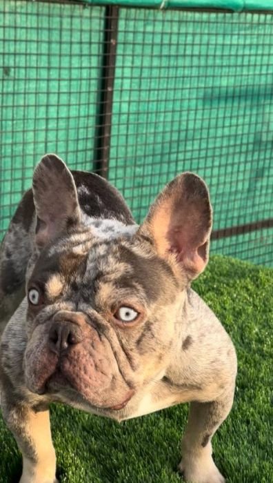 DogsIndia.com - Stud Service  French Bulldog  Gururaj Mahadev  Bangalore
