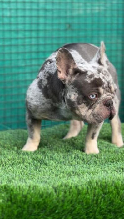DogsIndia.com - Stud Service  French Bulldog  Gururaj Mahadev  Bangalore