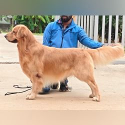 DogsIndia.com - Golden Retriever at Stud - Likelywoofs