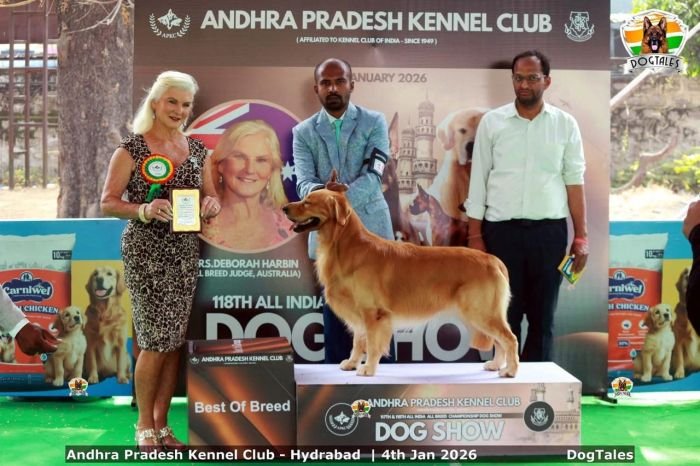 DogsIndia.com - Golden Retriever at Stud - Likelywoofs