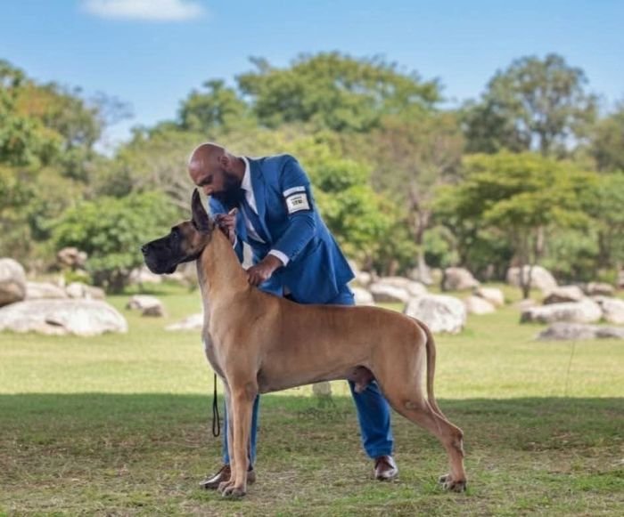 DogsIndia.com - Great Dane at Stud - Kisli (Mili Gandhi)