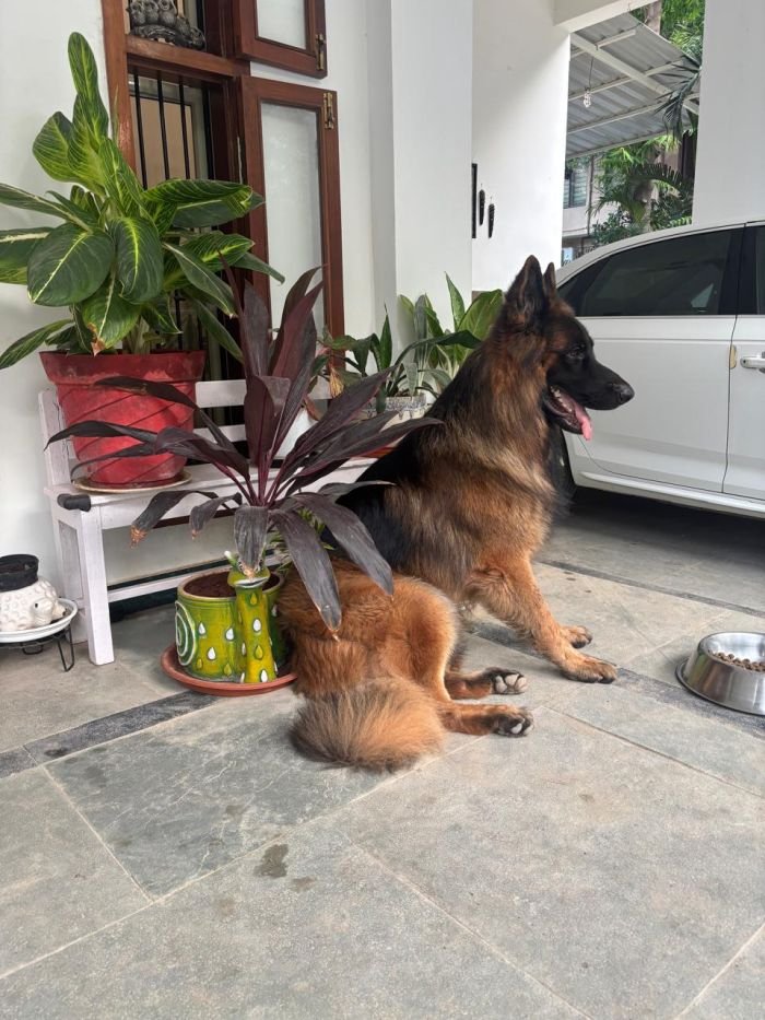 DogsIndia.com - GSD at Stud - Arvind