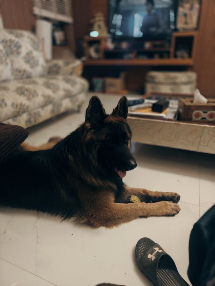 DogsIndia.com - GSD at Stud - Arvind