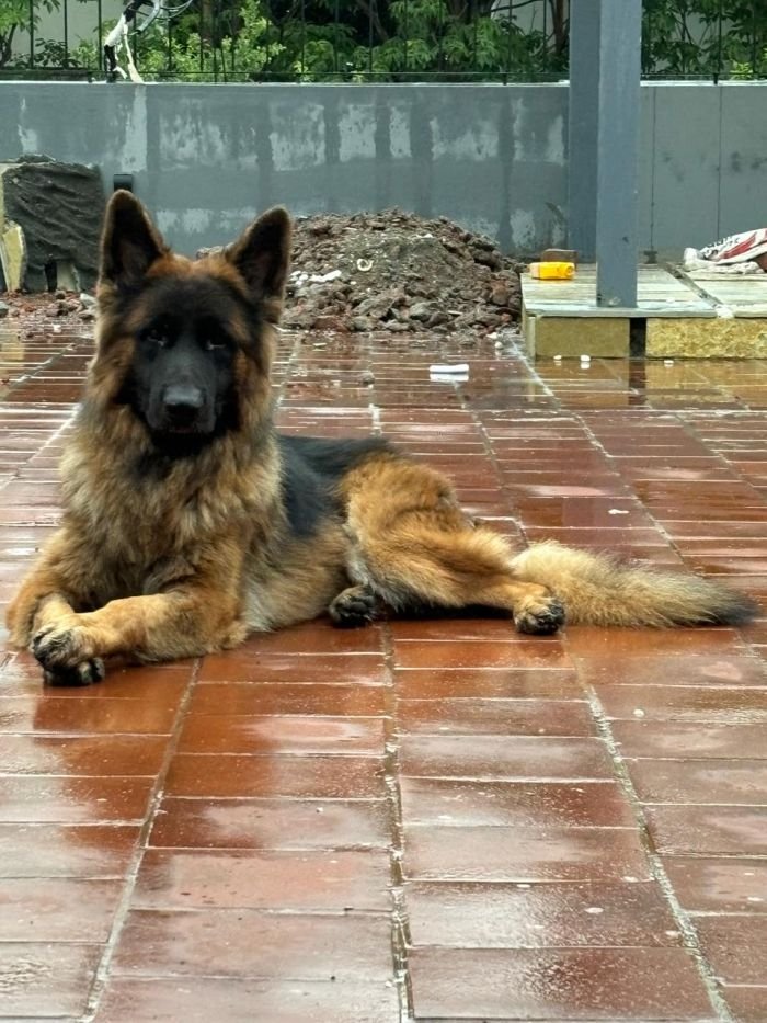 DogsIndia.com - GSD at Stud - Arvind