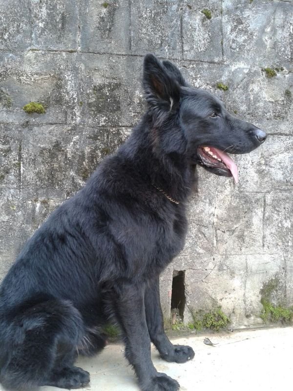 DogsIndia.com - Black GSD - Mac