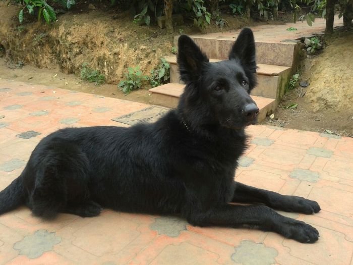 DogsIndia.com - Black GSD - Mac