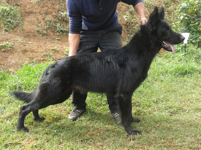 DogsIndia.com - Black GSD - Mac