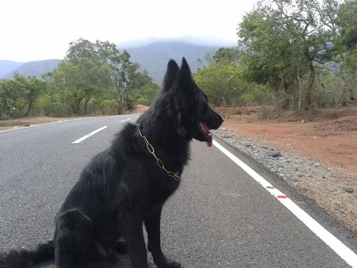 DogsIndia.com - Black GSD - Mac