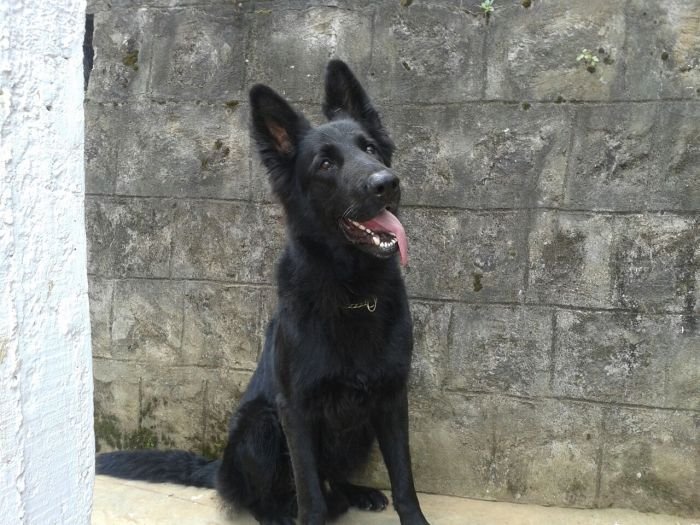 DogsIndia.com - Black GSD - Mac