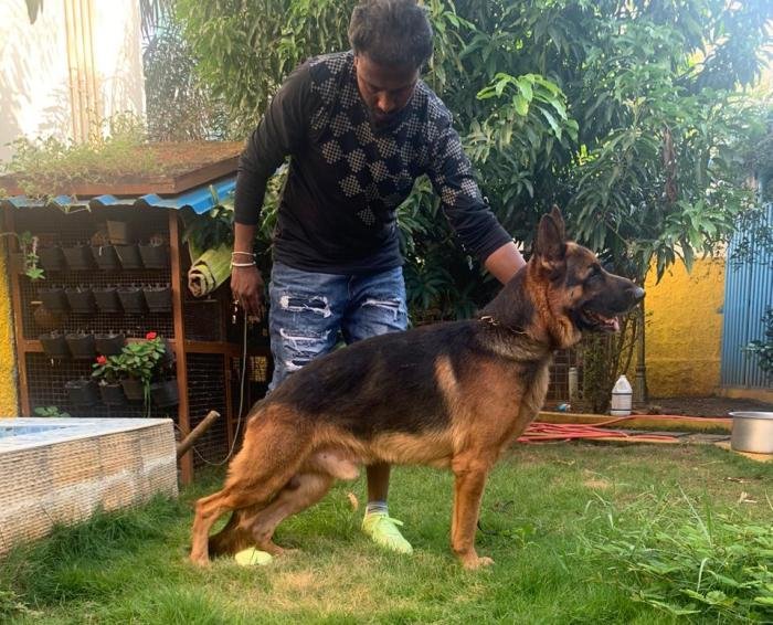 DogsIndia.com - German Shepherd Dog (GSD) - Subhiksha's Kennel