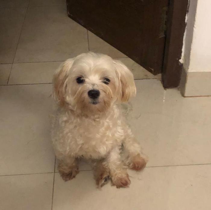 DogsIndia.com - Maltese at Stud - Kavish/Sharon