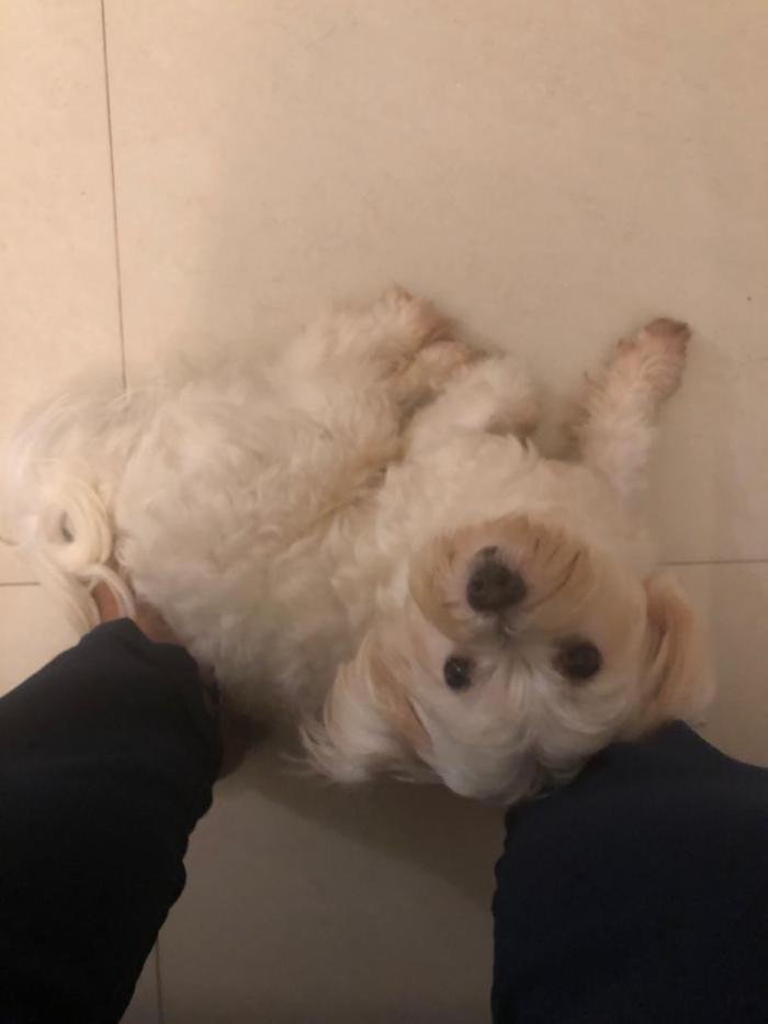 DogsIndia.com - Maltese at Stud - Kavish/Sharon