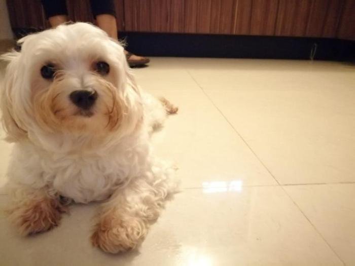 DogsIndia.com - Maltese at Stud - Kavish/Sharon