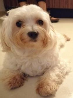 DogsIndia.com - Maltese at Stud - Kavish/Sharon