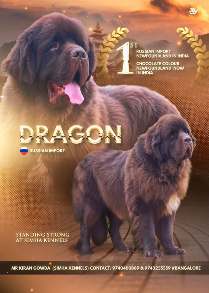 DogsIndia.com - Newfoundland - Available at Stud - Owner: Kiran Gowda