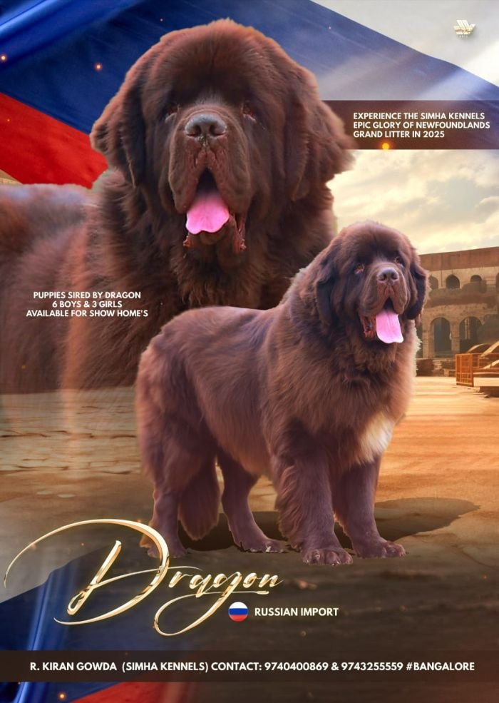 DogsIndia.com - Newfoundland - Available at Stud - Owner: Kiran Gowda