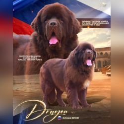DogsIndia.com - Newfoundland - Available at Stud - Owner: Kiran Gowda