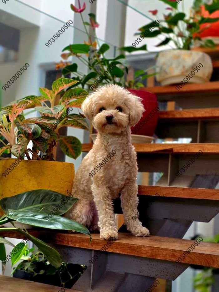 DogsIndia.com - At Stud - Poodle - Santhosh