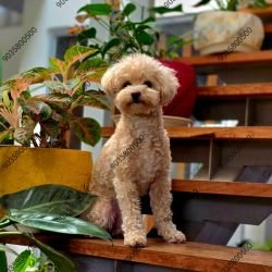 DogsIndia.com - At Stud - Poodle - Santhosh