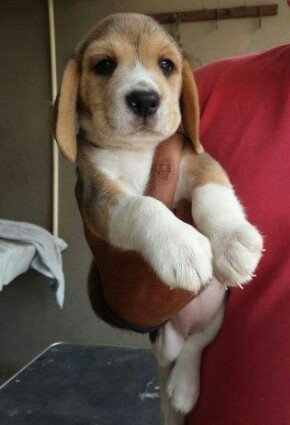 DogsIndia.com - Beagle - Senthilkumar