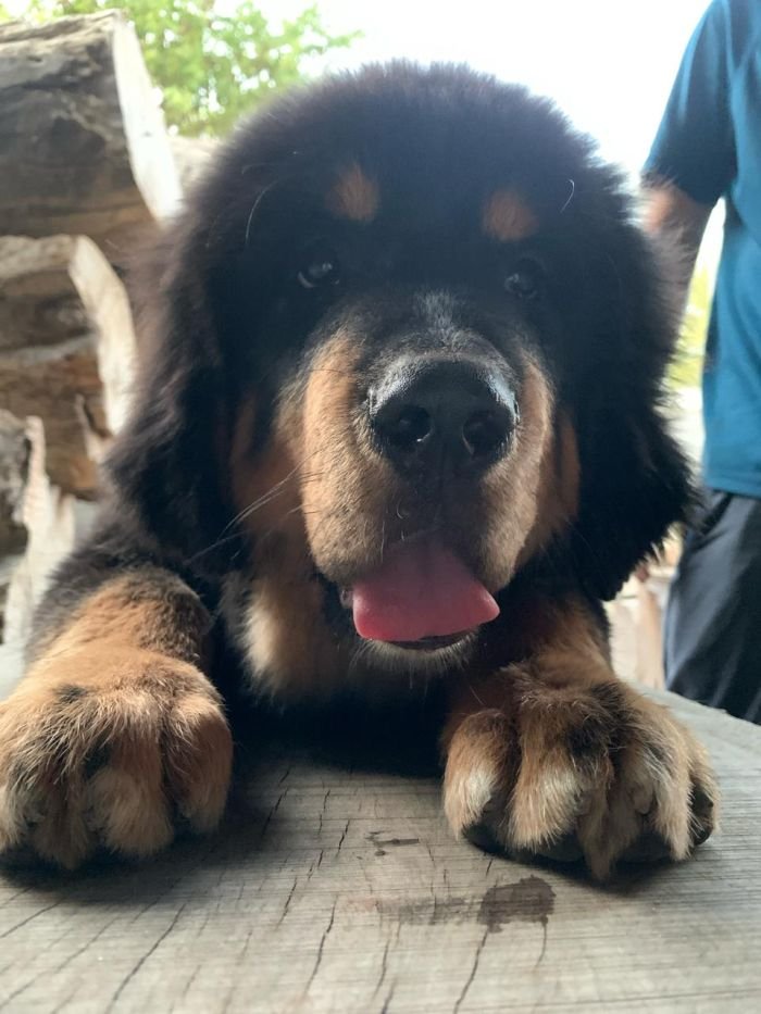 DogsIndia.com - Tibetan Mastiff - Monu Garg