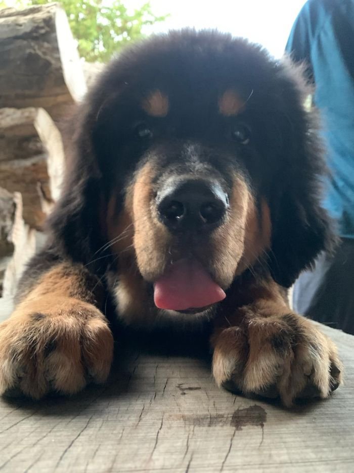 DogsIndia.com - Tibetan Mastiff - Monu Garg