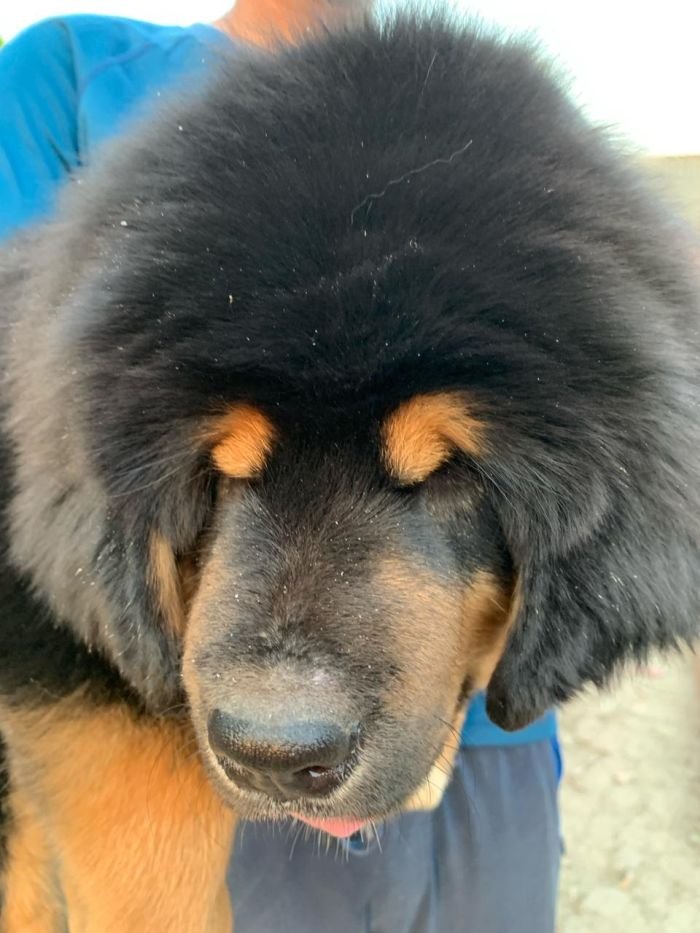 DogsIndia.com - Tibetan Mastiff - Monu Garg