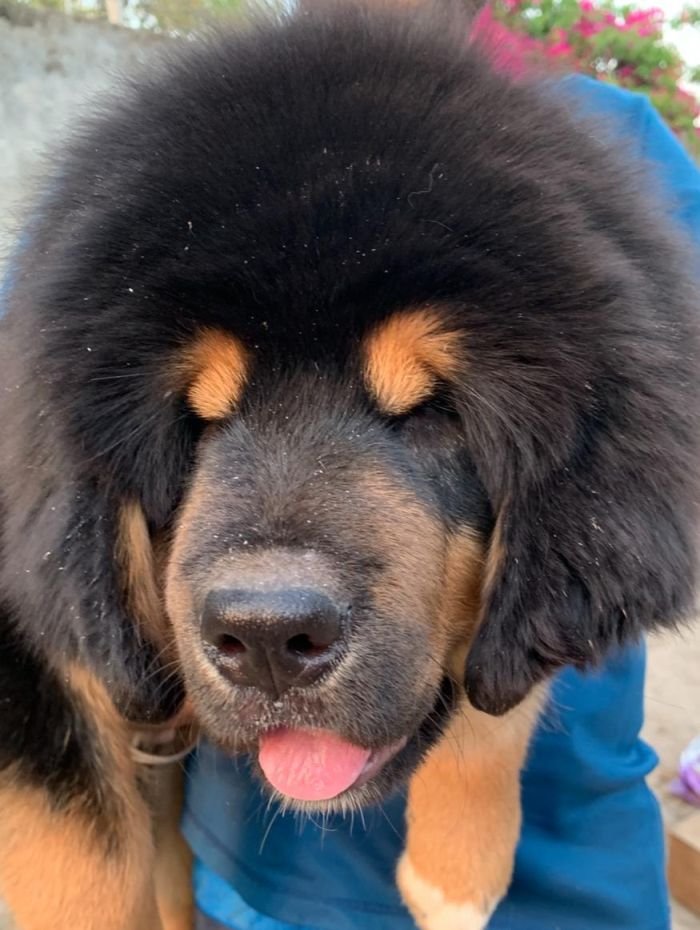 DogsIndia.com - Tibetan Mastiff - Monu Garg