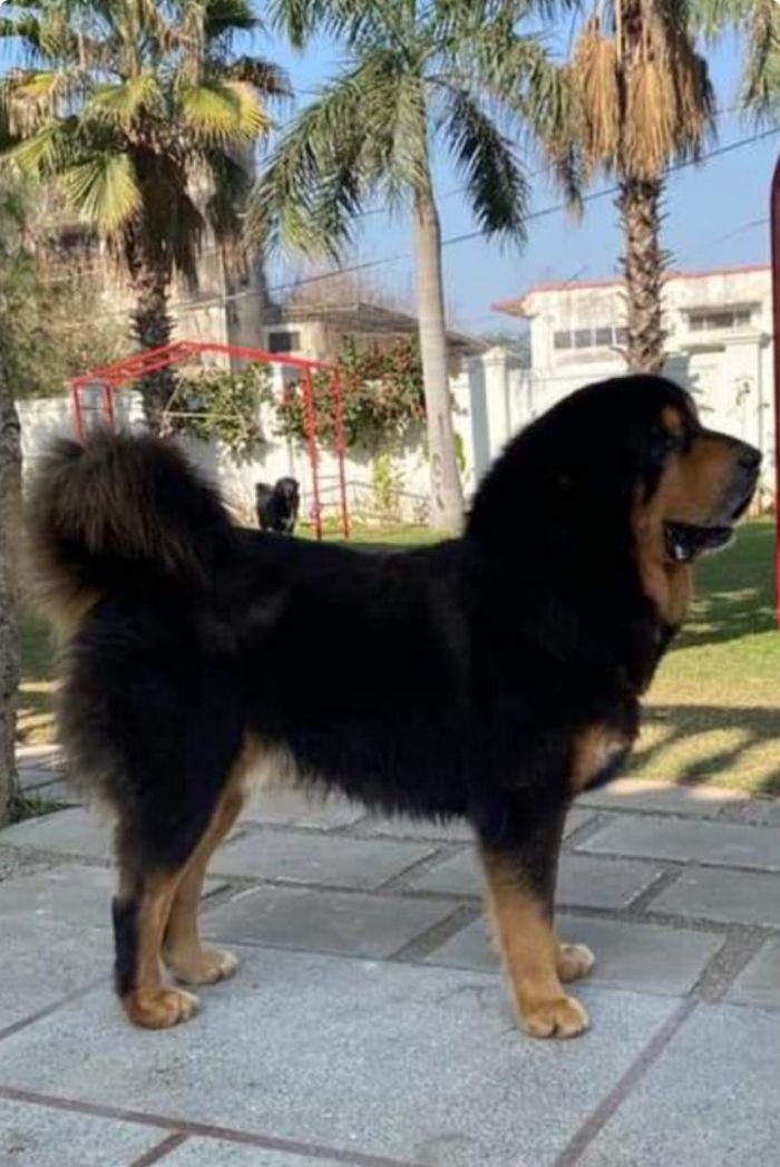 DogsIndia.com - Tibetan Mastiff - Monu Garg